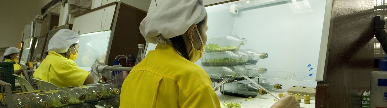 A woman working in a laboratory in a orchid farm