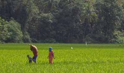 Maros, Indonesia. Villagers walk through rice field in Rammang-rammang village, South Sulawesi