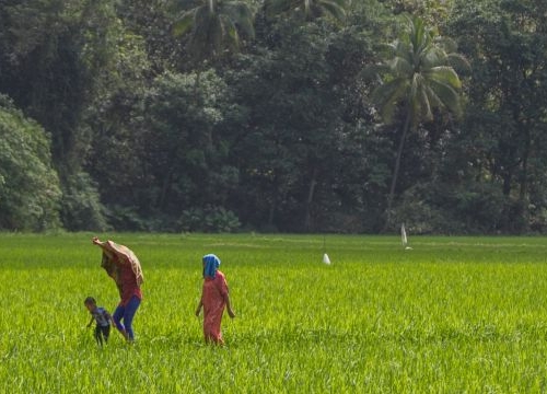 Maros, Indonesia. Villagers walk through rice field in Rammang-rammang village, South Sulawesi