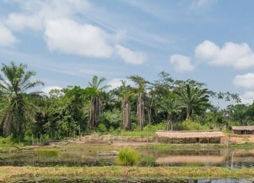 Pisciculture in Bengamis, Democratic Republic of the Congo