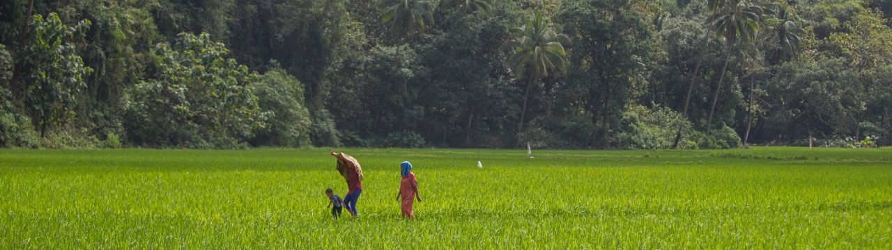 Maros, Indonesia. Villagers walk through rice field in Rammang-rammang village, South Sulawesi