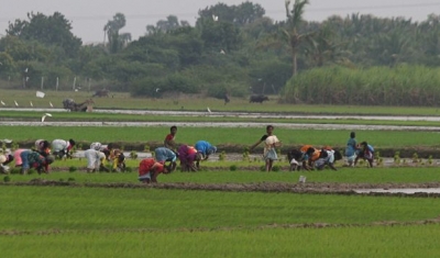 Rice farmers in India