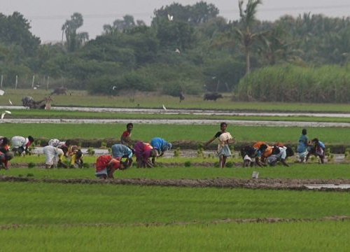 Rice farmers in India