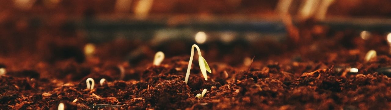 Germinating seed