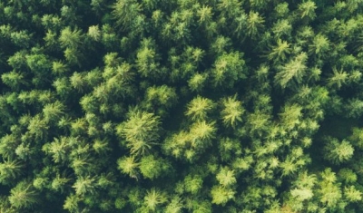 Aerial view of a forest