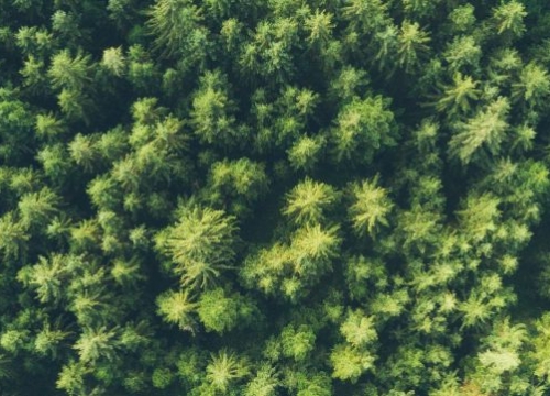 Aerial view of a forest