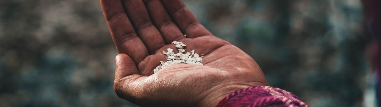 A hand holding seeds