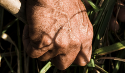 Peasants hands in a crop