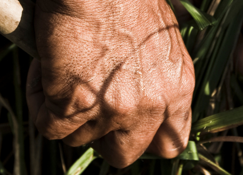 Peasants hands in a crop