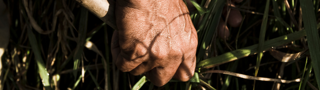 Peasants hands in a crop