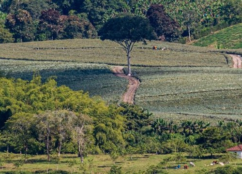 View of a farm, Colombia