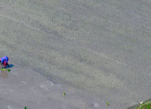 Farmers in a field, India