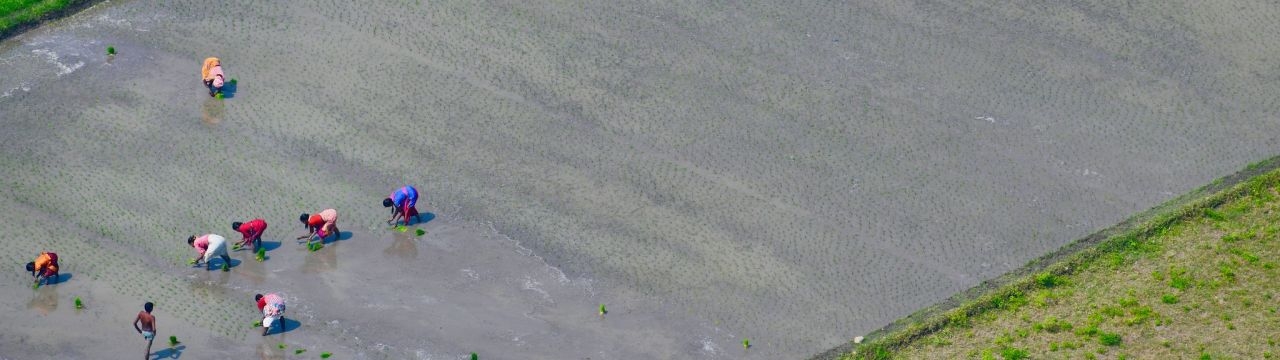 Farmers in a field, India