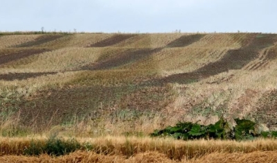 Denmark, Lolland landscape with tractor