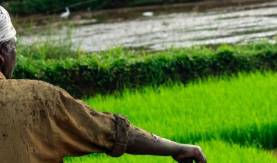 A peasant in front if rice fields