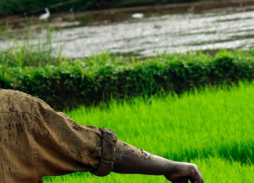 A peasant in front if rice fields