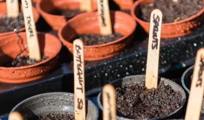 Wooden lollypop sticks are used to label vegetable seeds in a greenhouse.