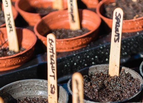 Wooden lollypop sticks are used to label vegetable seeds in a greenhouse.