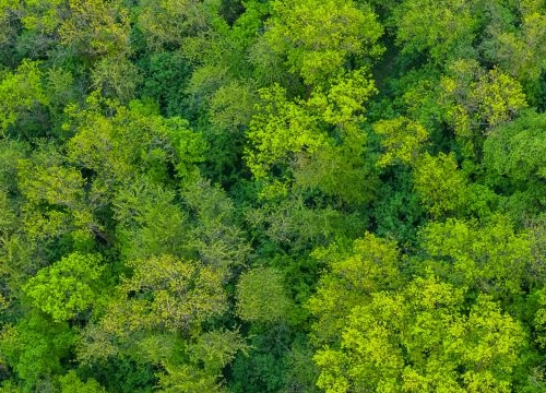 Fresh green trees from above