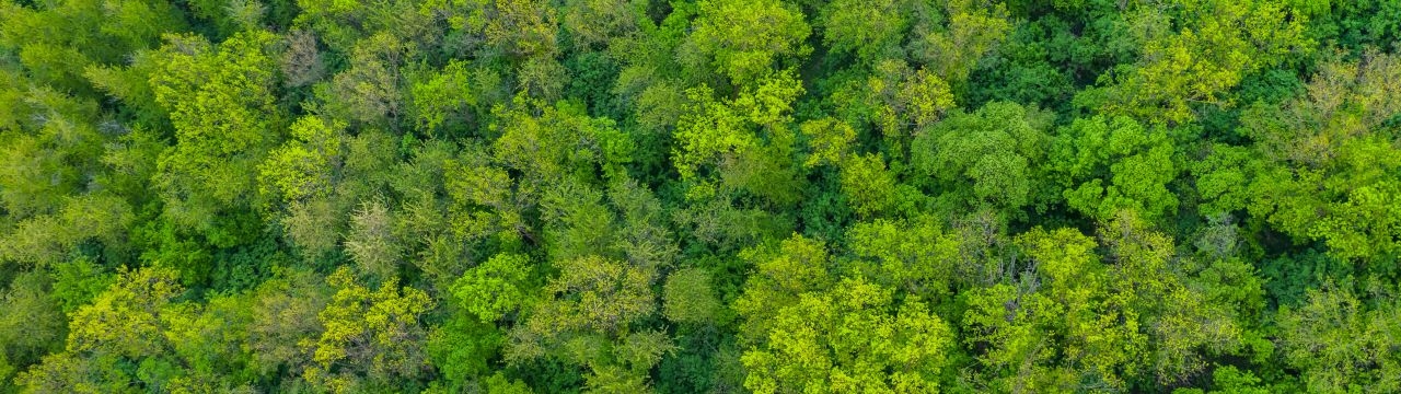 Fresh green trees from above