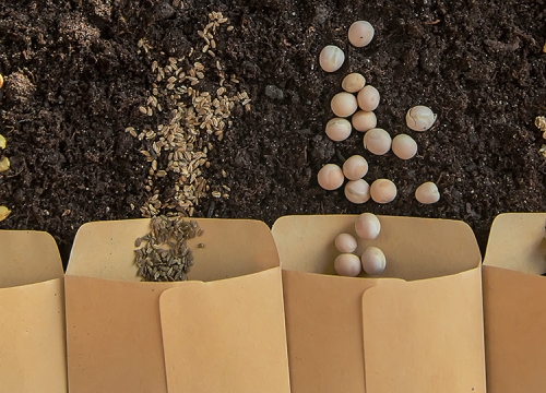 Seed Event