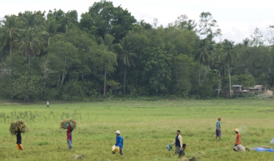 Philippines, Mindanoa Island, Datu Odin Sinsuat Municipality. Rice fields. Many displaced persons work as daily labourers in rice fields or in coconut plantation to earn some money. 