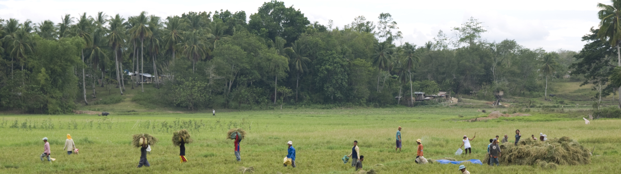 Philippines, Mindanoa Island, Datu Odin Sinsuat Municipality. Rice fields. Many displaced persons work as daily labourers in rice fields or in coconut plantation to earn some money. 