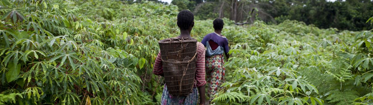Democratic Republic of the Congo, Equateur province, Monzaya. Women from the village of Monzaya crossing cassava fields on their way to fish in ponds that have been the source of armed violence in 2009 between the villages of Enyele and Monzaya.