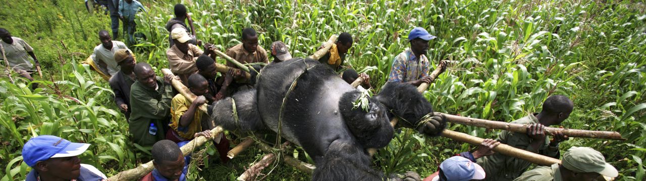 Conservation Rangers from an Anti-Poaching unit work with locals to evacuate the bodies of four Mountain Gorrillas killed in mysterious circumstances in the park, July 24, 2007, Virunga National Park, Eastern Congo. 