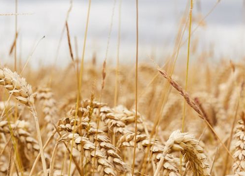 Wheat field