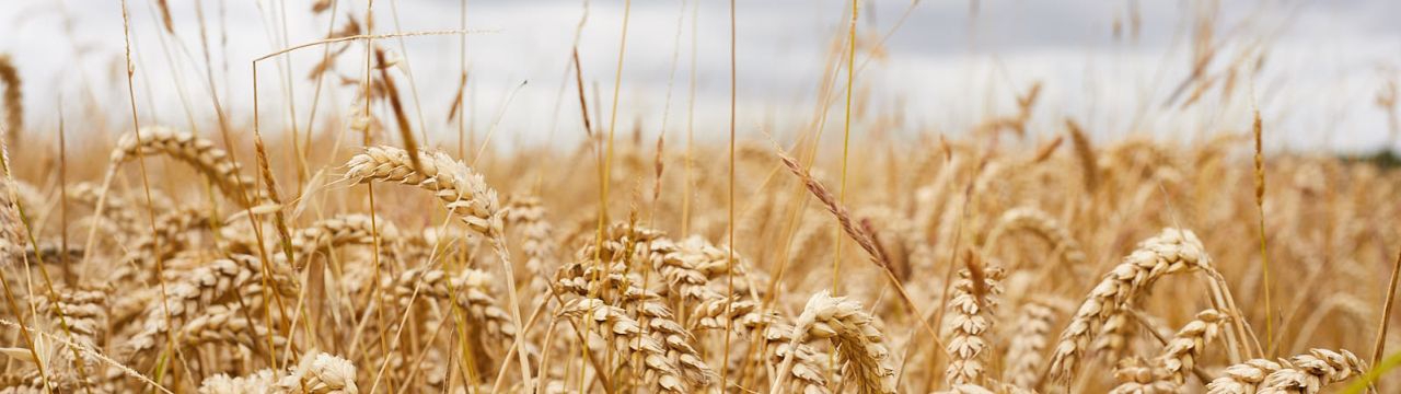 Wheat field