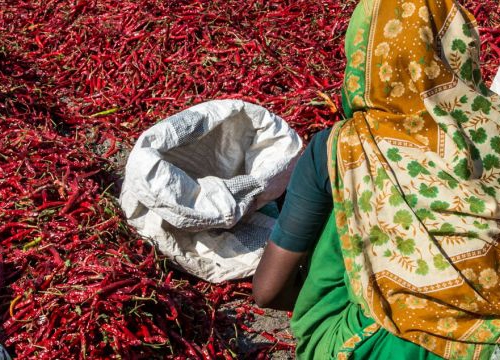 Workers drying freshly plucked chilies for further processing at Gabbur, Raichur district, Karnataka, India.