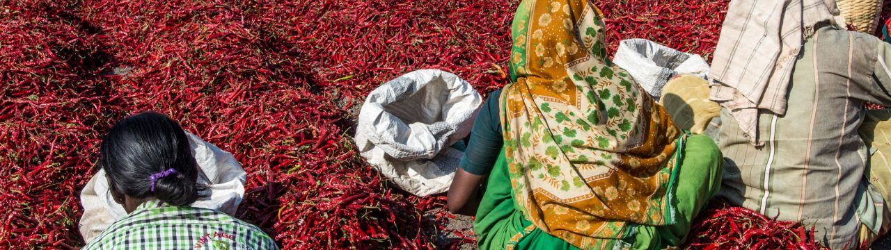 Workers drying freshly plucked chilies for further processing at Gabbur, Raichur district, Karnataka, India.