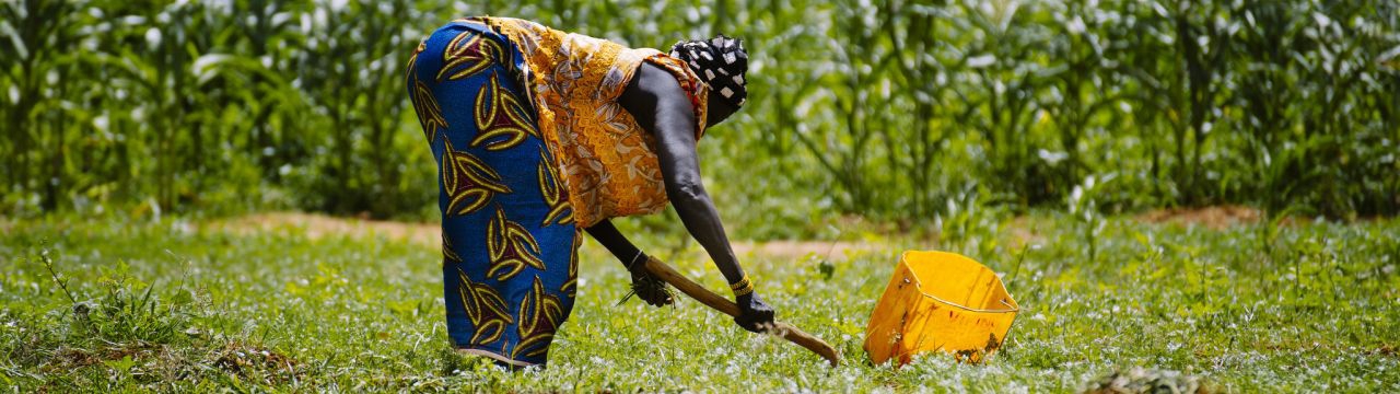 Market gardening activities around Lake Bam in Burkina Faso. 