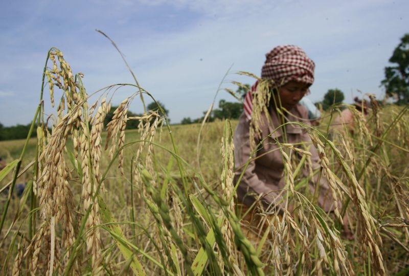 Woman farmer in Cambodia