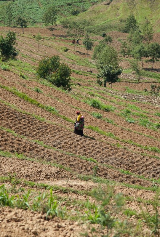 Woman farmer in terraces in rural Rwanda.