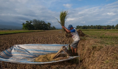 A farmer harvests rice at Bontomanai village in Bantaeng, South Sulawesi, Indonesia