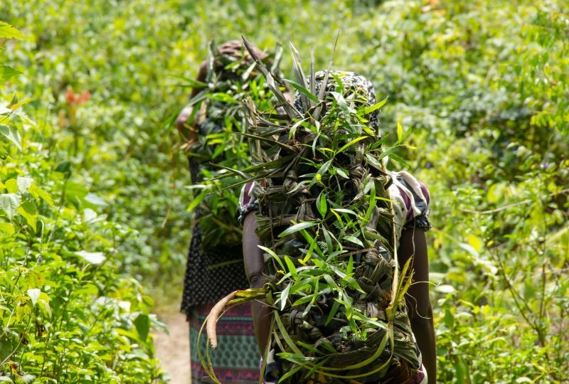 Women transport acacia seedlings.