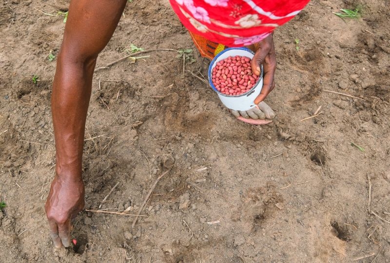 Planting peanuts in the CIFOR pilot plantation plot in Yangambi - DRC.