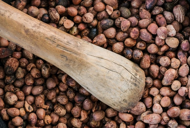 Shea nuts near Chiana, Kassena Nankana District - Ghana.