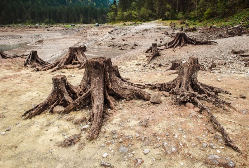 View of deforestation