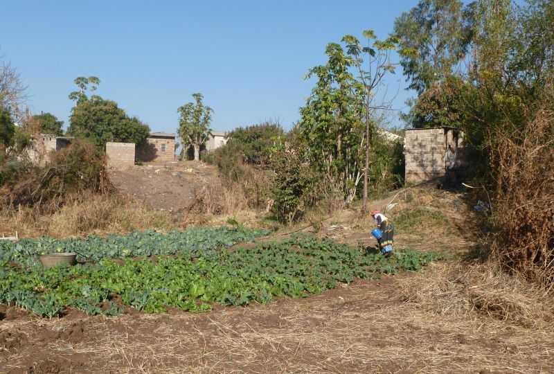 A farmer in her field