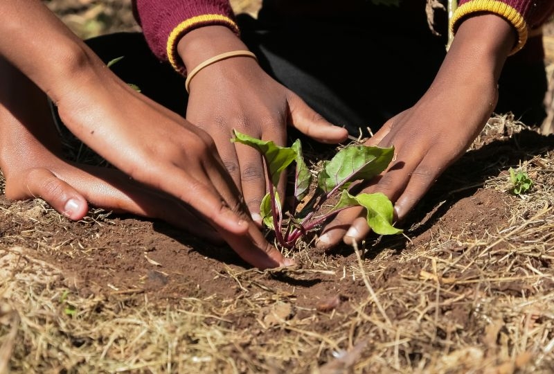 Hands planting a tree