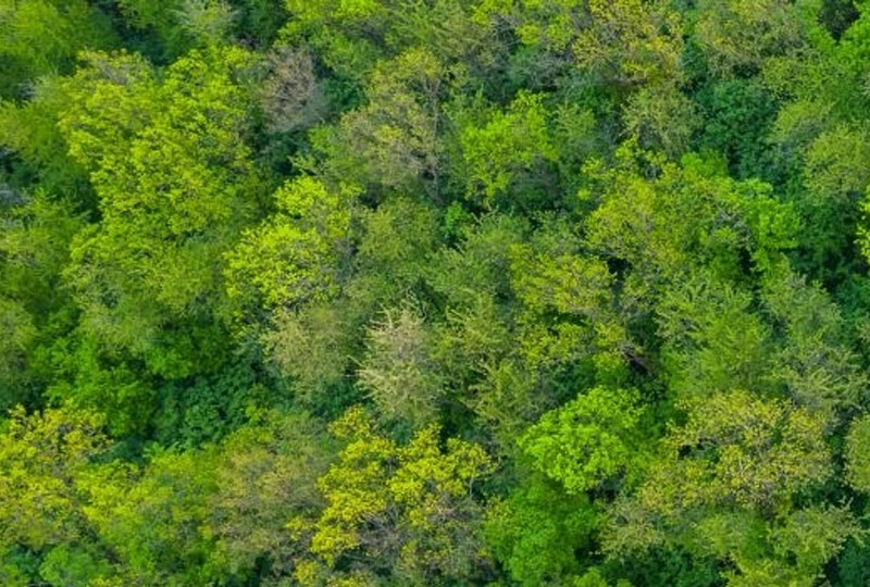 Forest from Above