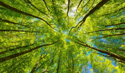 Forest from below