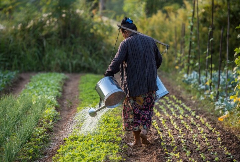 Vegetable farmer watering plants at the organic farm in Boung Phao Village, Lao PDR.