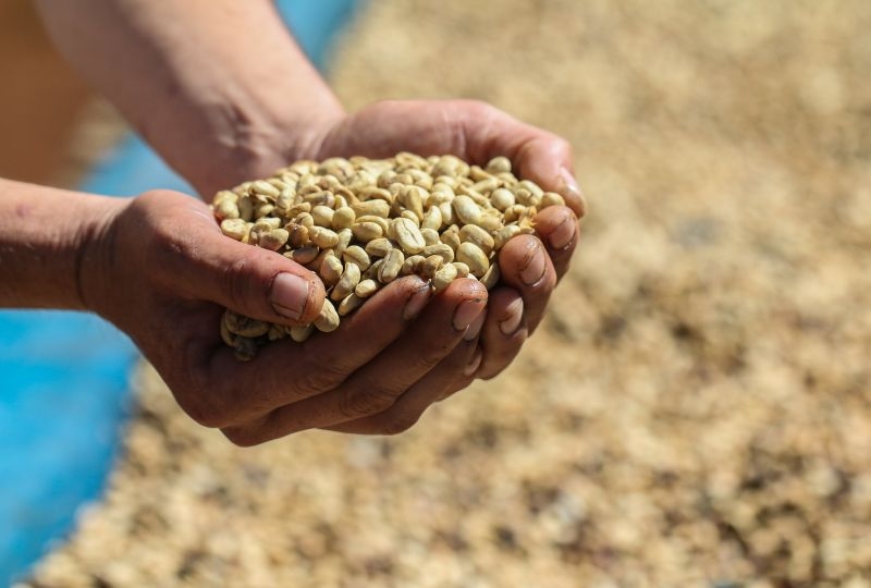 Coffee beans drying in Paksong district, Champasack Province, Lao PDR. 