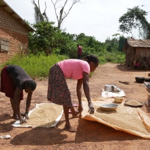 Women beneficiaries, displaying their soybean harvests through community farming in Ndelele, East Cameroon.