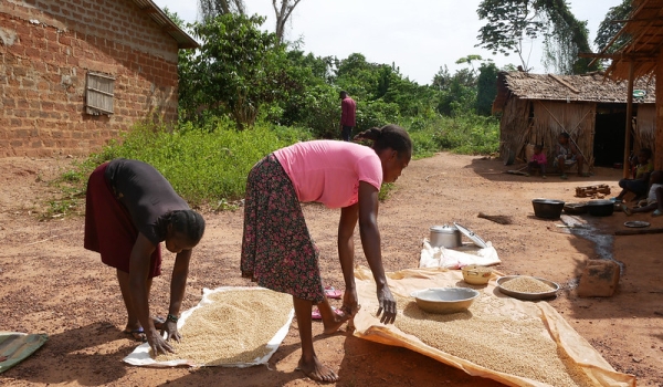 Women beneficiaries, displaying their soybean harvests through community farming in Ndelele, East Cameroon.