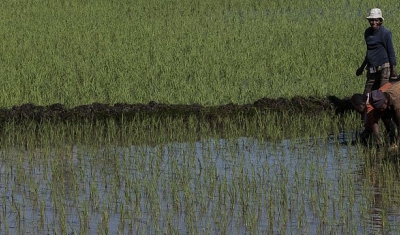 Madagascar, Miarinarivo district. Women transplanting rice.